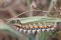 Acronicta (Viminia) euphorbiae